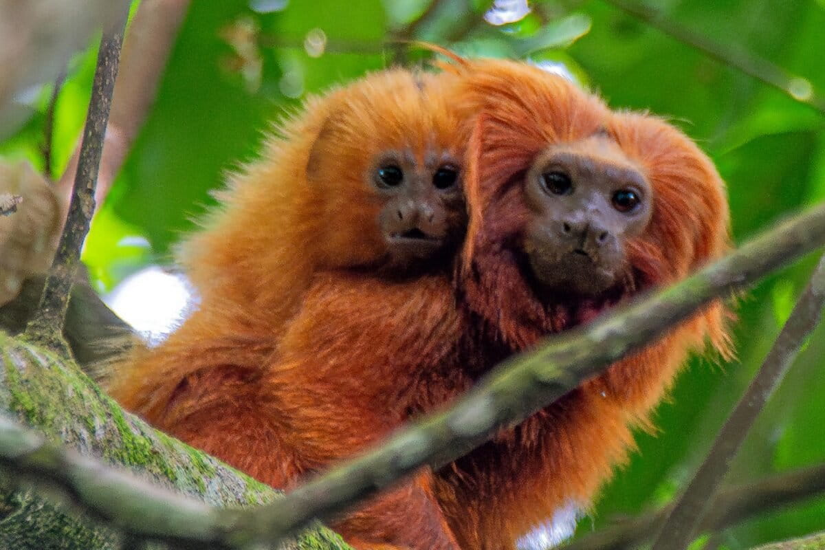 Scientists Map Vaccine Plan to Save Brazil's Golden Monkeys - Image 2
