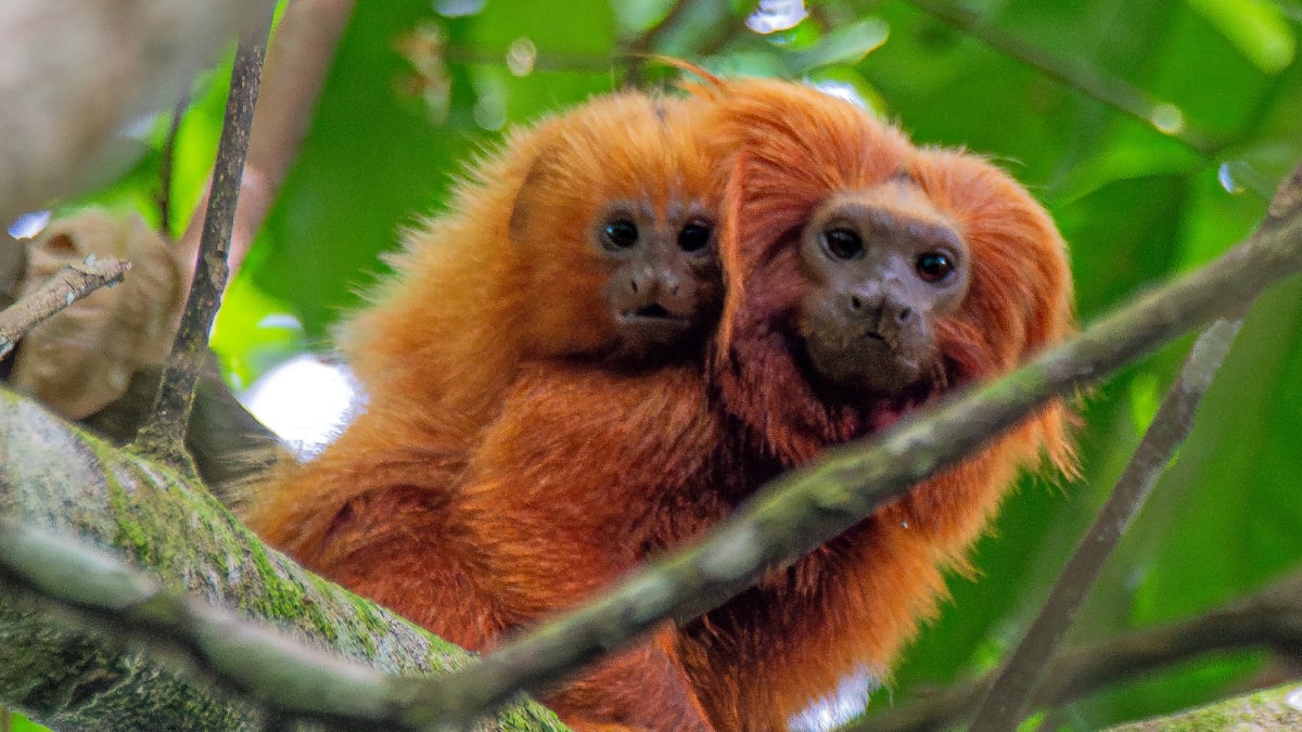 Scientists Map Vaccine Plan to Save Brazil's Golden Monkeys