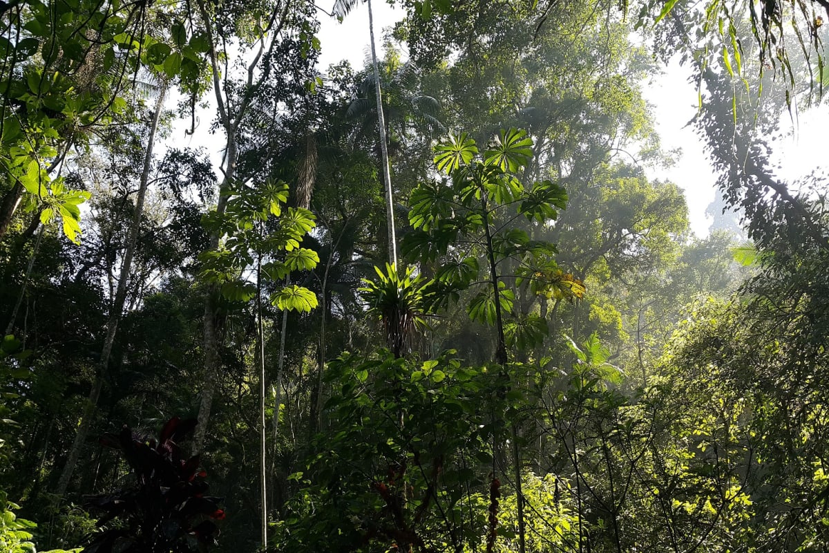 Scientists Map Vaccine Plan to Save Brazil's Golden Monkeys - Image 3