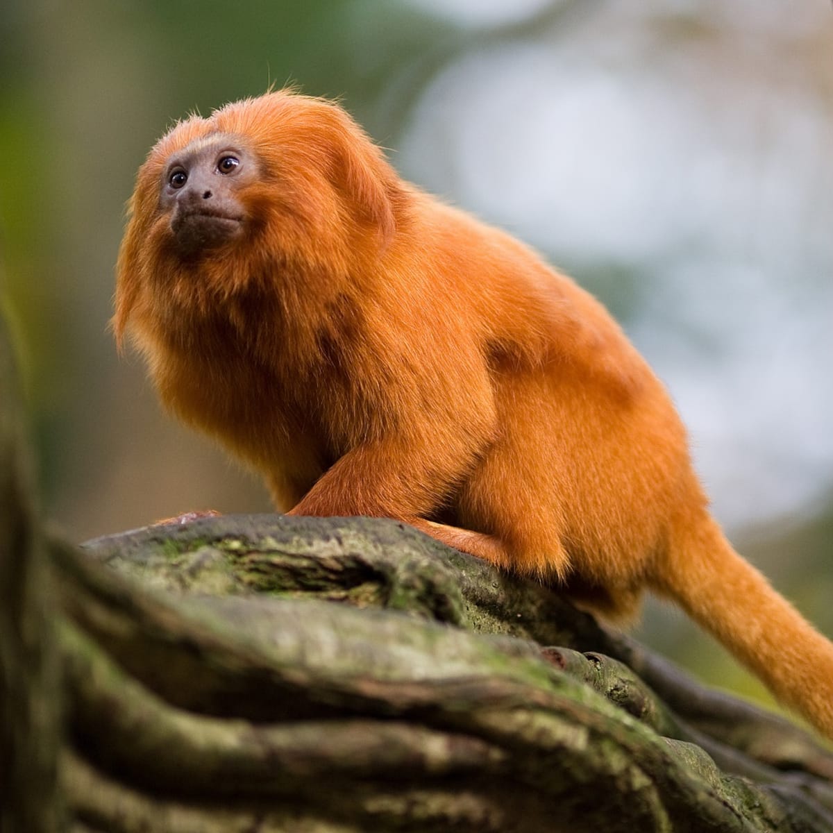 Scientists Map Vaccine Plan to Save Brazil's Golden Monkeys - Image 5