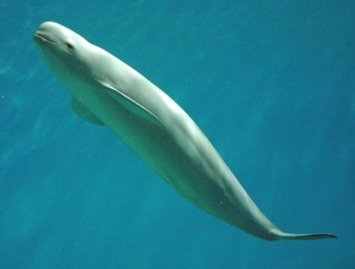 Scientists Use Sound to Find India's Hidden Porpoises