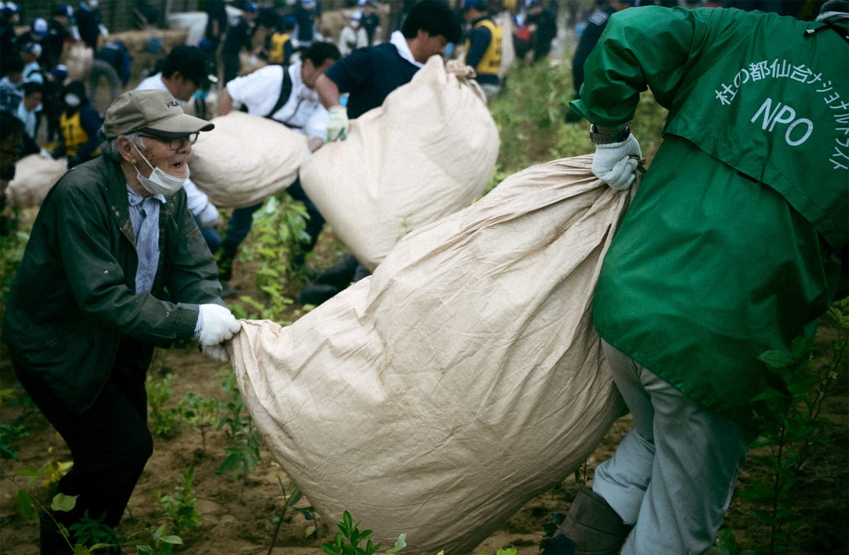Volunteers planting young tree saplings in sandy coastal dunes in Minamisoma, Japan