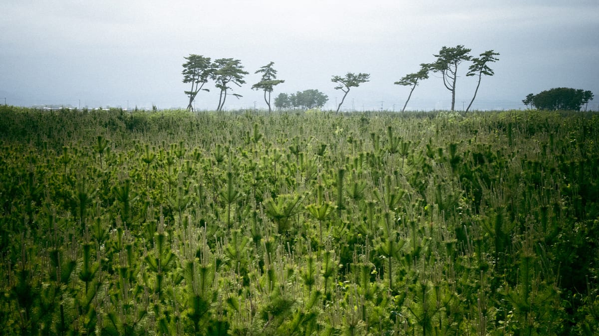 Japan Plants 680,000 Trees to Fight Tsunamis Naturally - Image 5