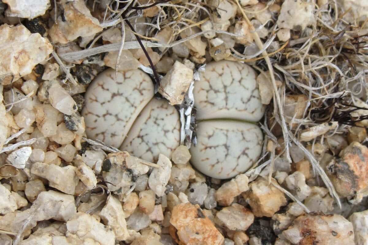 Namibia Fights to Save Rare Plant From Extinction - Image 2
