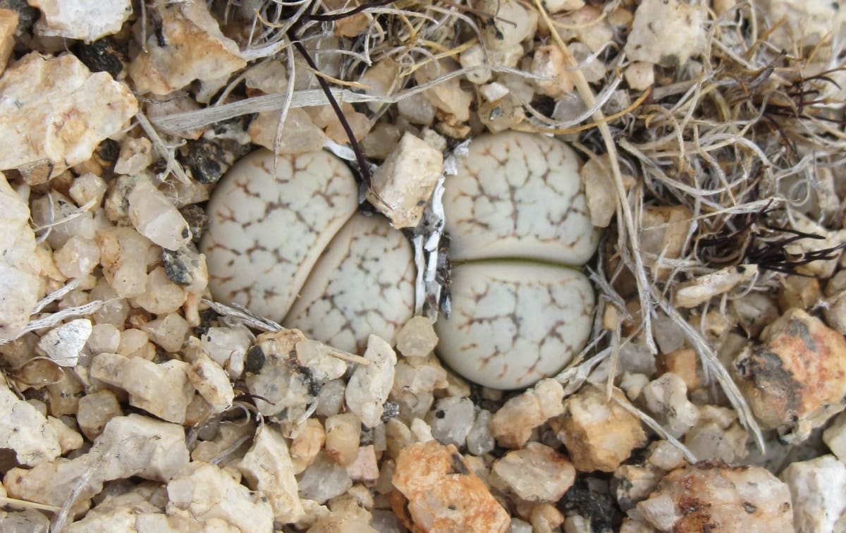 Namibia Fights to Save Rare Plant From Extinction