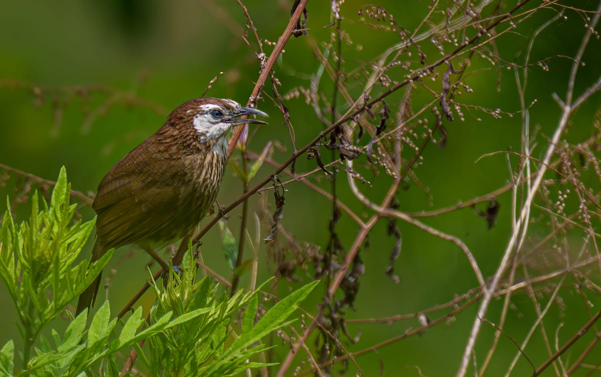 Nepal's Only-in-the-World Bird Finally Getting Noticed - Image 5
