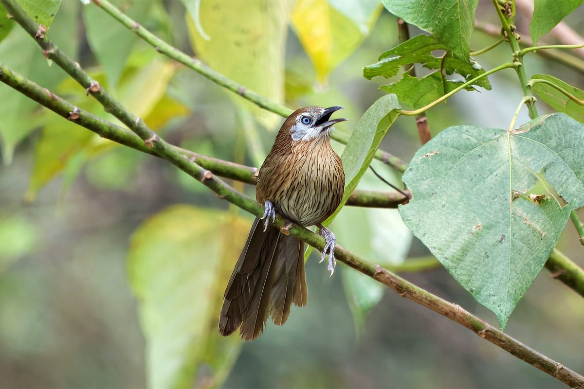 Nepal's Only-in-the-World Bird Finally Getting Noticed - Image 4