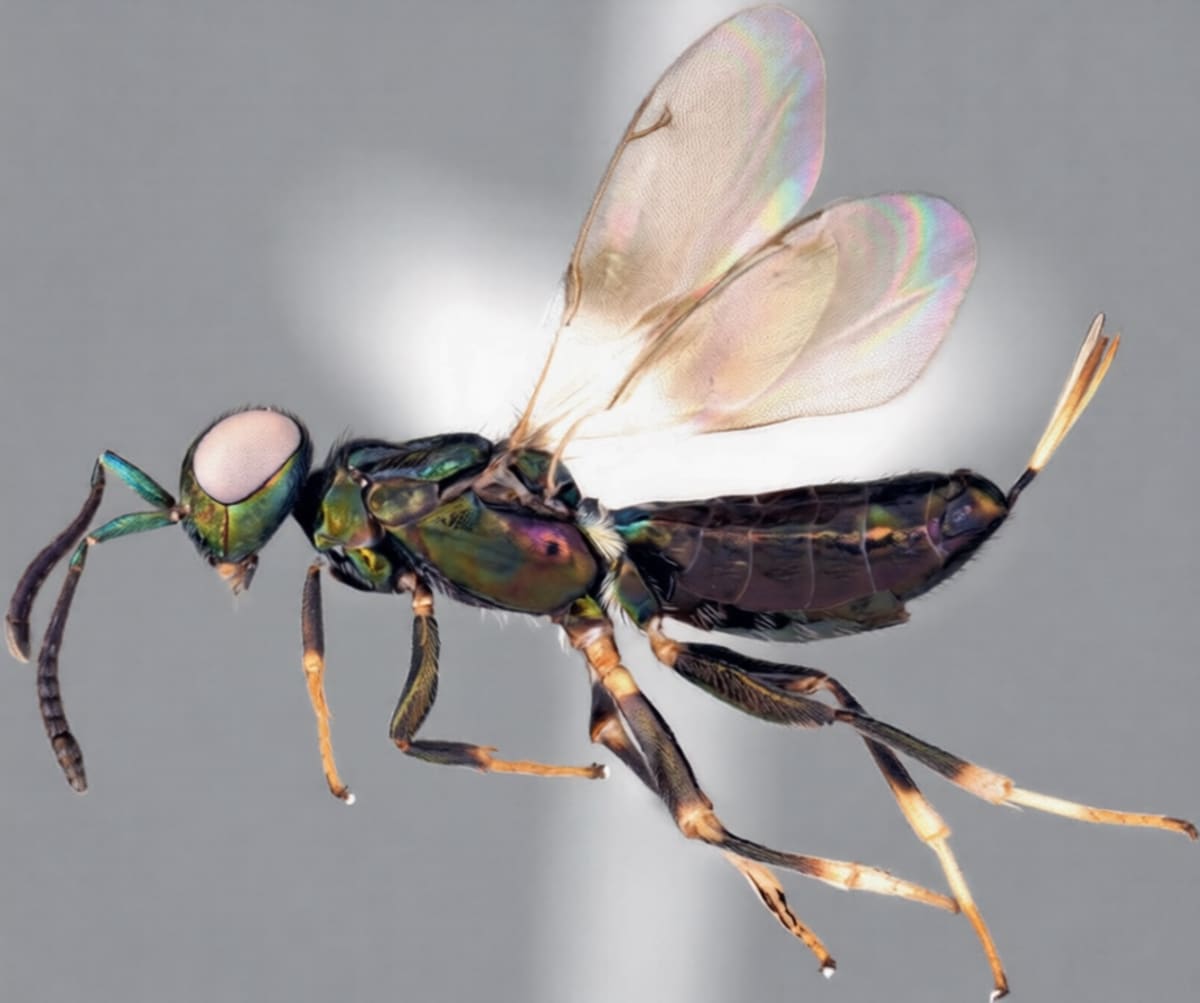 Iridescent female Eupelmus curvator wasp with shimmering wings on natural surface