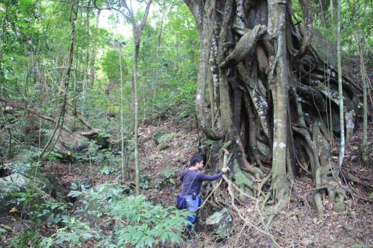 Researcher conducting plant survey in lush green mountain forest near Manila, Philippines