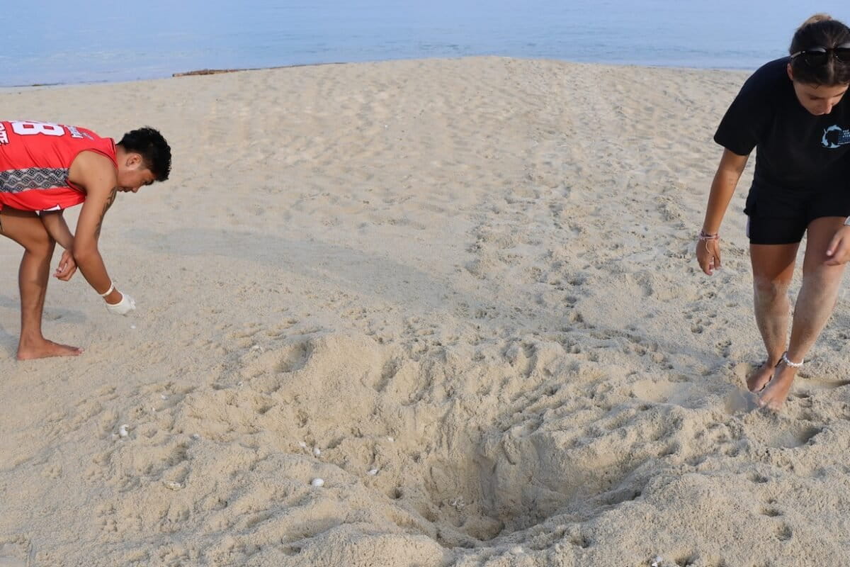 Filipino Villagers Save 75% of Rescued Sea Turtle Eggs - Image 2