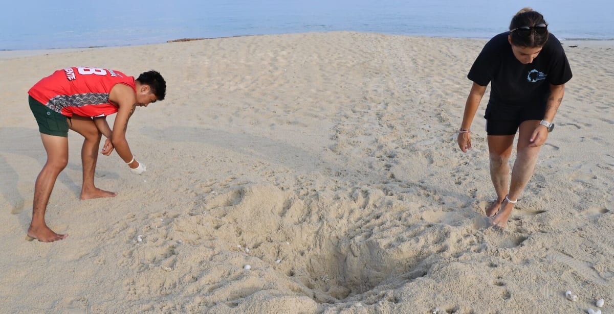 Conservation volunteers patrolling sandy beach at night searching for nesting olive ridley sea turtles in Philippines