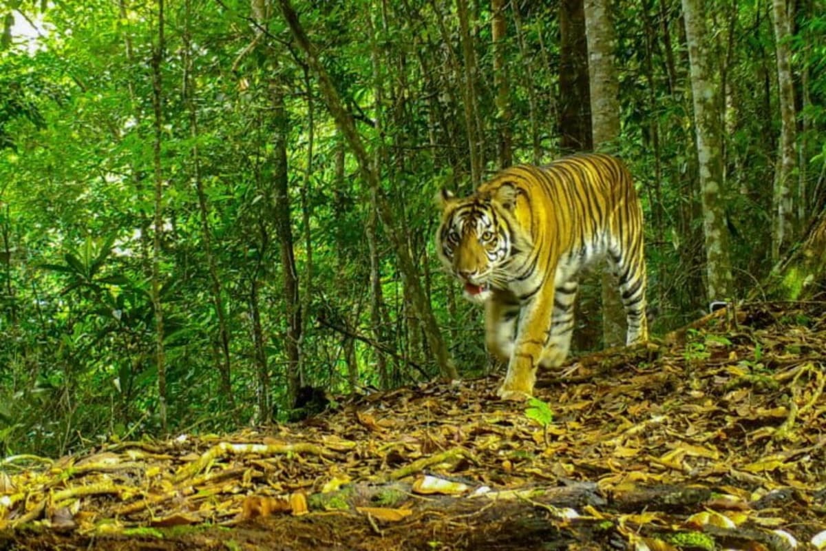 8 Rangers Protect 148,000 Acres of Tiger Forest in Sumatra - Image 4