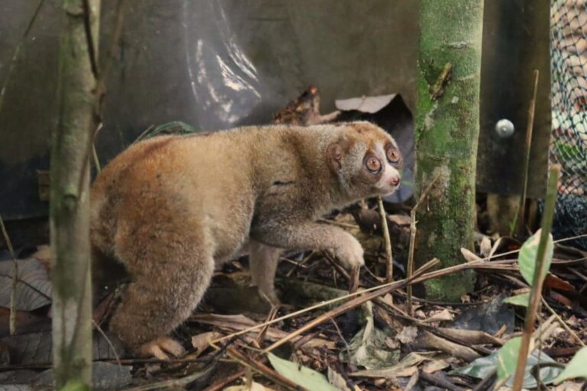 8 Rangers Protect 148,000 Acres of Tiger Forest in Sumatra - Image 5