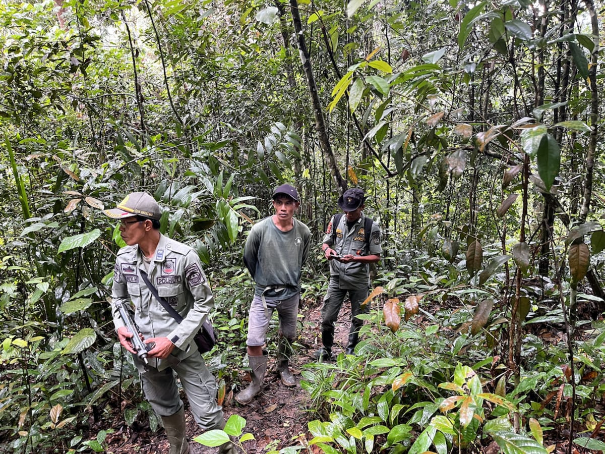 Forest ranger Wandi Harmoko stands in the lush green Batutegi forest in southern Sumatra