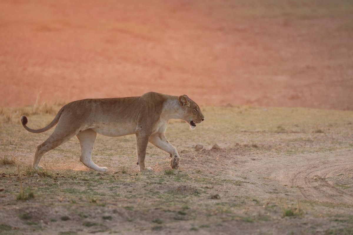 Adult lion standing in grassland surveying territory in African wildlife habitat