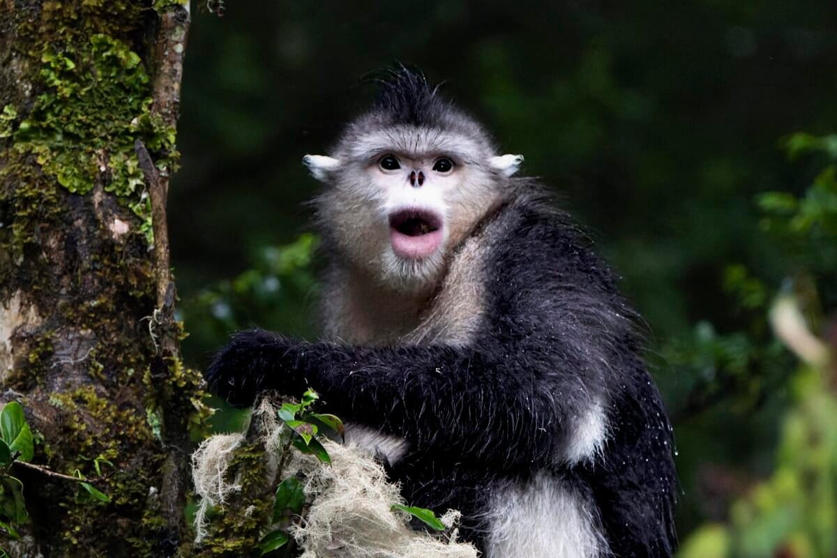 Saving Primates Could Protect 86% of Threatened Species - Image 2