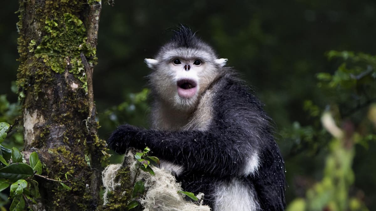 Black and white snub-nosed monkey in forest habitat in Yunnan China