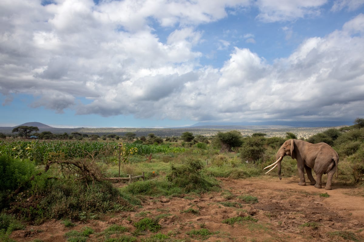 Kenya Drones Stop Elephant-Human Conflicts in Amboseli - Image 4