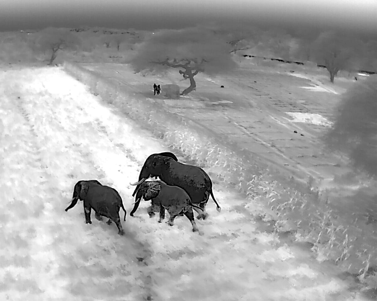 Thermal imaging drone footage showing elephants moving through Kenya's Amboseli landscape at night