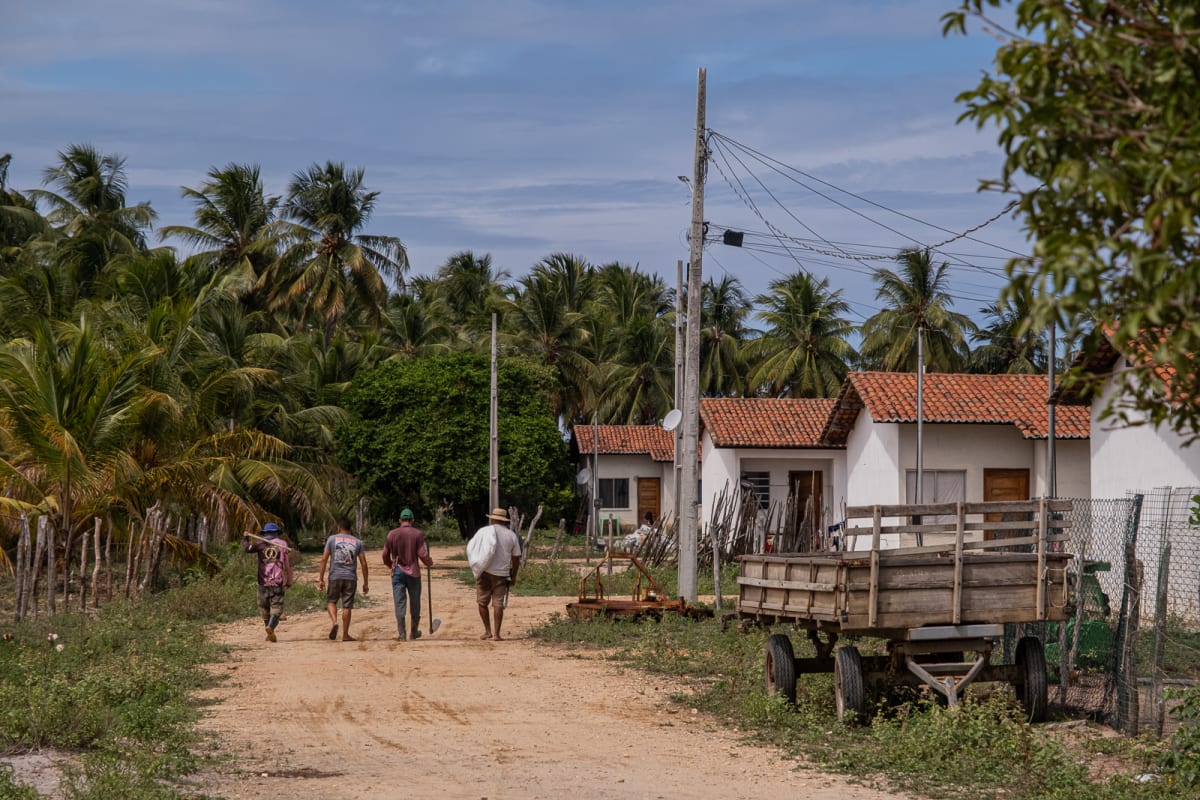 Brazilian Quilombo Becomes State's Largest Organic Rice Farm - Image 3