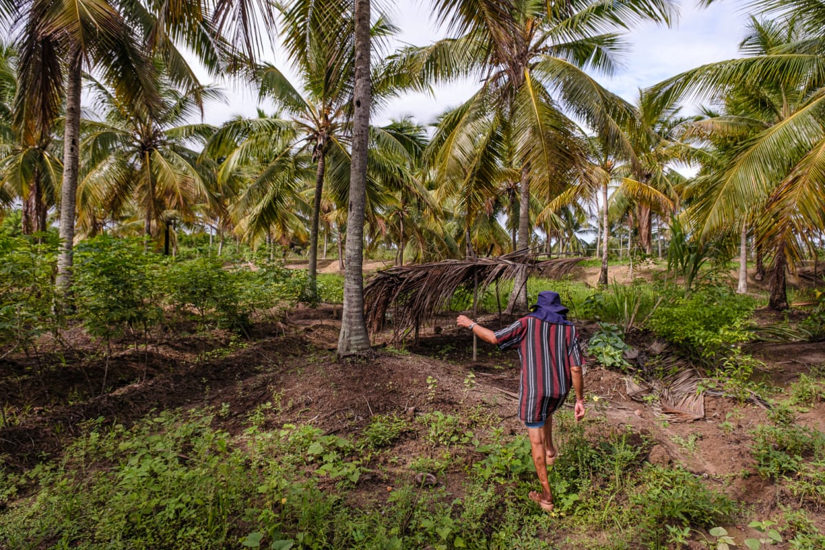 Brazilian Quilombo Becomes State's Largest Organic Rice Farm - Image 5