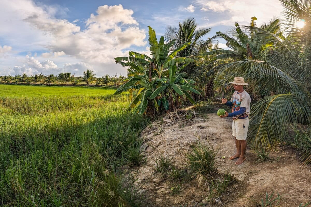 Brazilian Quilombo Becomes State's Largest Organic Rice Farm - Image 2