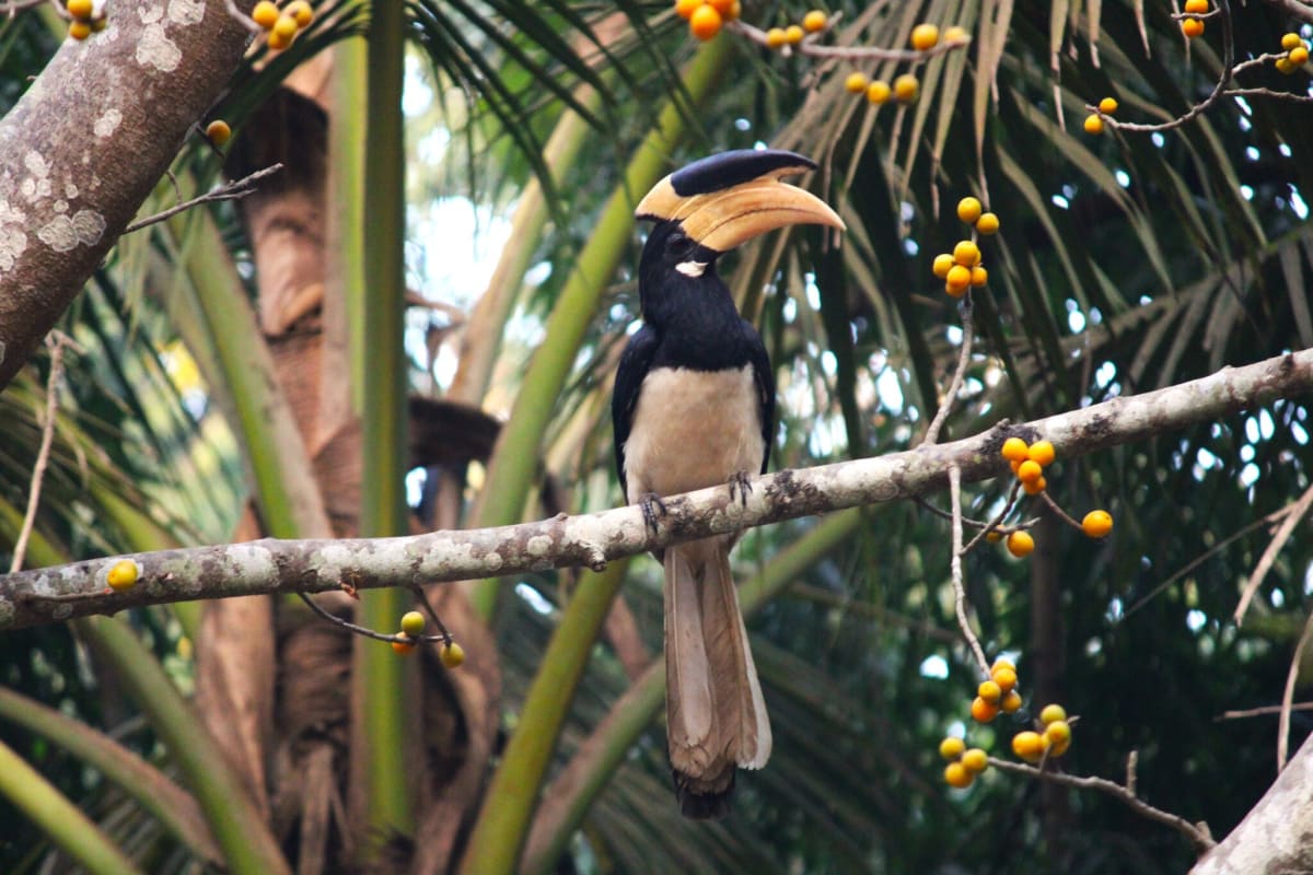 Malabar pied hornbill perched on branch in Western Ghats forest dispersing seeds
