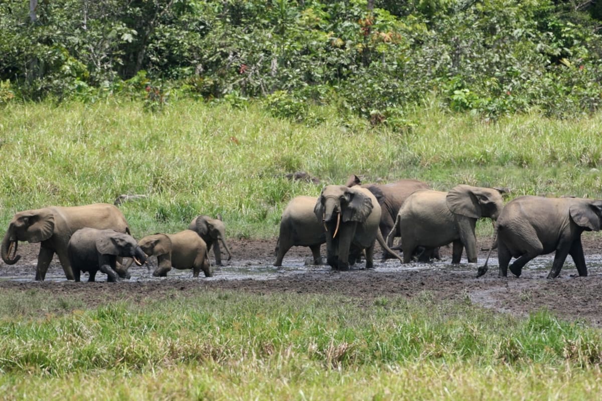 Forest elephants gathering at mineral-rich clearing in dense African rainforest habitat