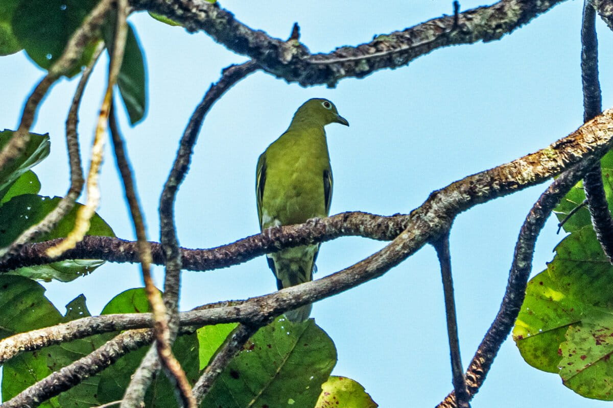 Rare Green Pigeon Spotted After Years Sparks Hope