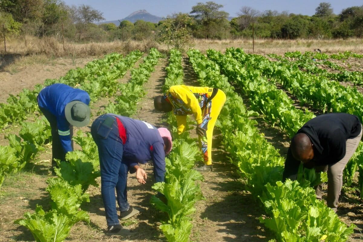 South African School Cooks with Cow Dung, Saves Forest - Image 2