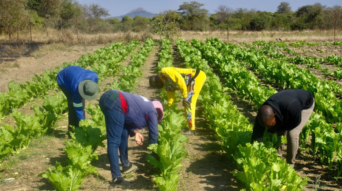 Community volunteers collecting cattle manure for biogas production at Tiyani Secondary School in South Africa