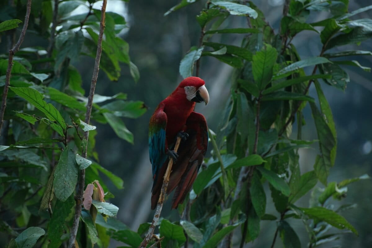 Microsoft's Solar Camera Monitors Forests for a Year Alone - Image 2