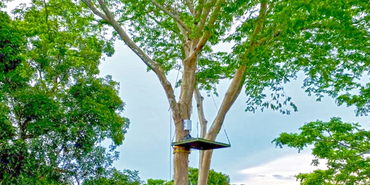 Microsoft's Solar Camera Monitors Forests for a Year Alone - Image 5