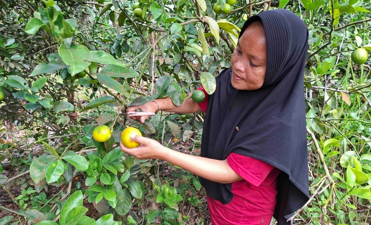 Woman farmer standing among citrus trees planted around oil palm farm in Indonesia