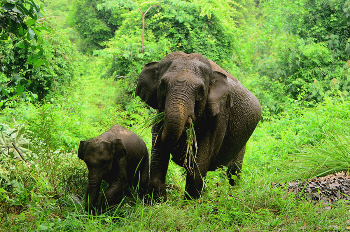 Indonesian Women Farmers Protect Elephants With Citrus - Image 4