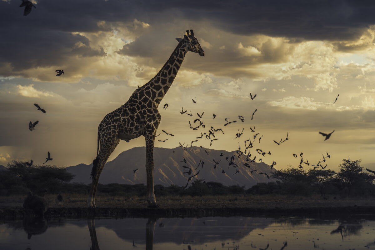 Photographer Raises $1.6M to Save Endangered Species - Image 2