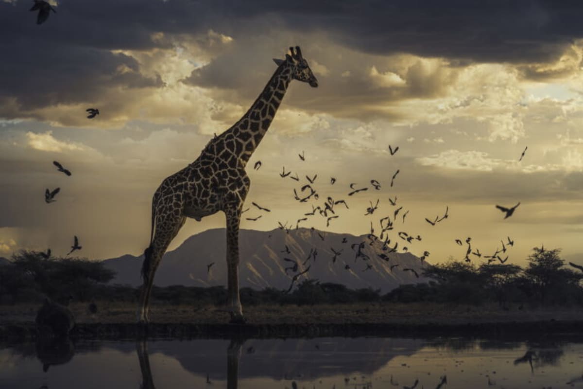 Photographer Raises $1.6M to Save Endangered Species - Image 3