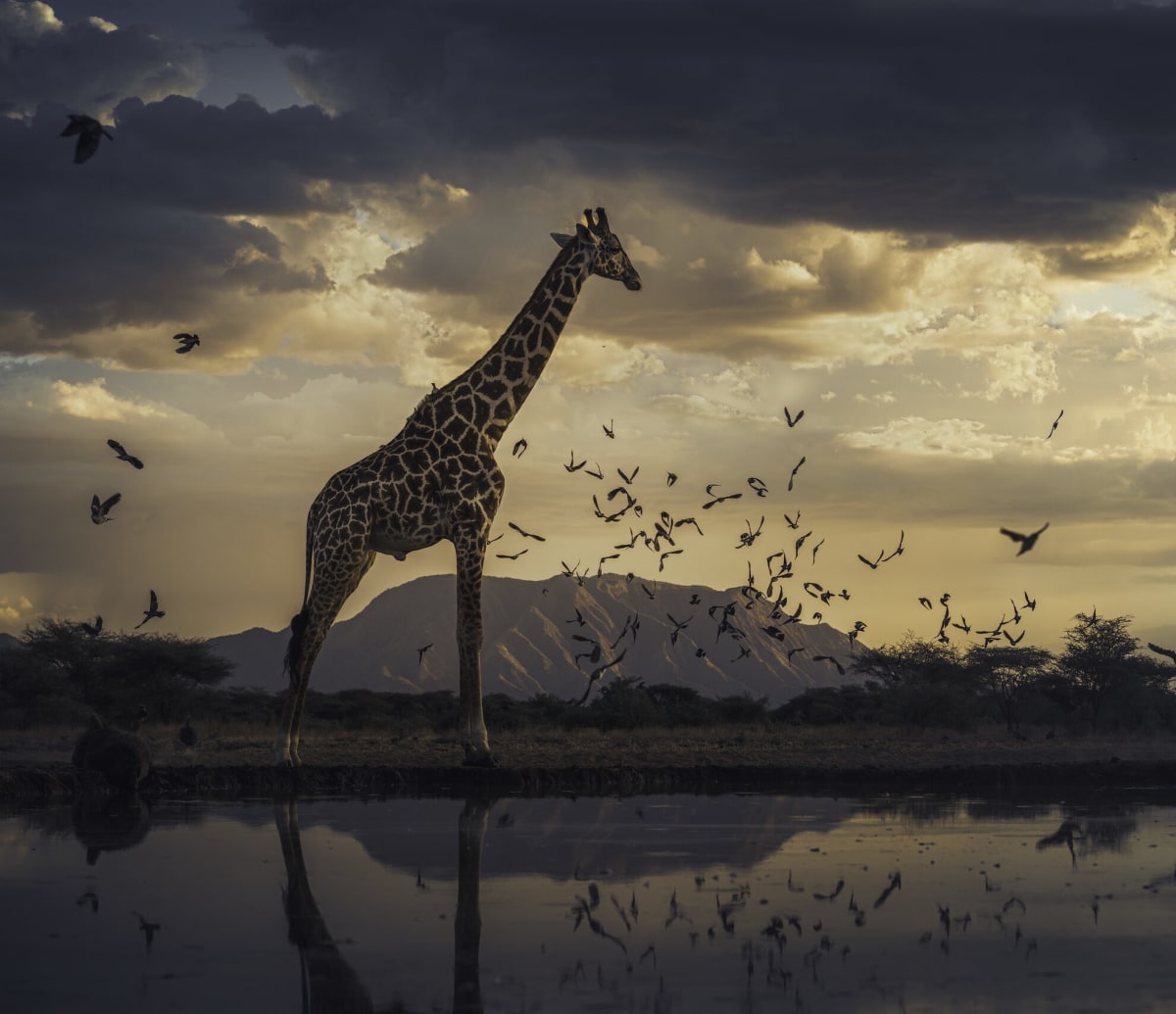 Masai giraffe standing at waterhole during golden hour with mountain backdrop and starlings flying