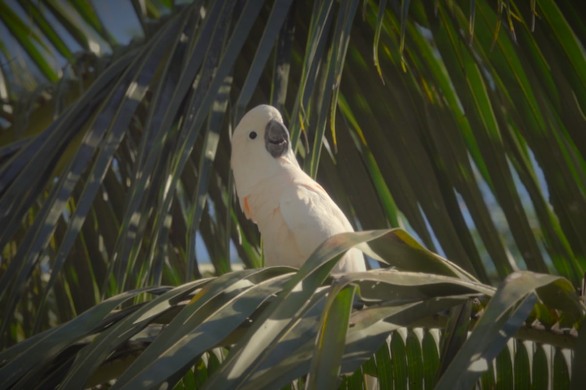 Indonesia Village Saves Rare Birds, Keeps Sacred Ritual - Image 4