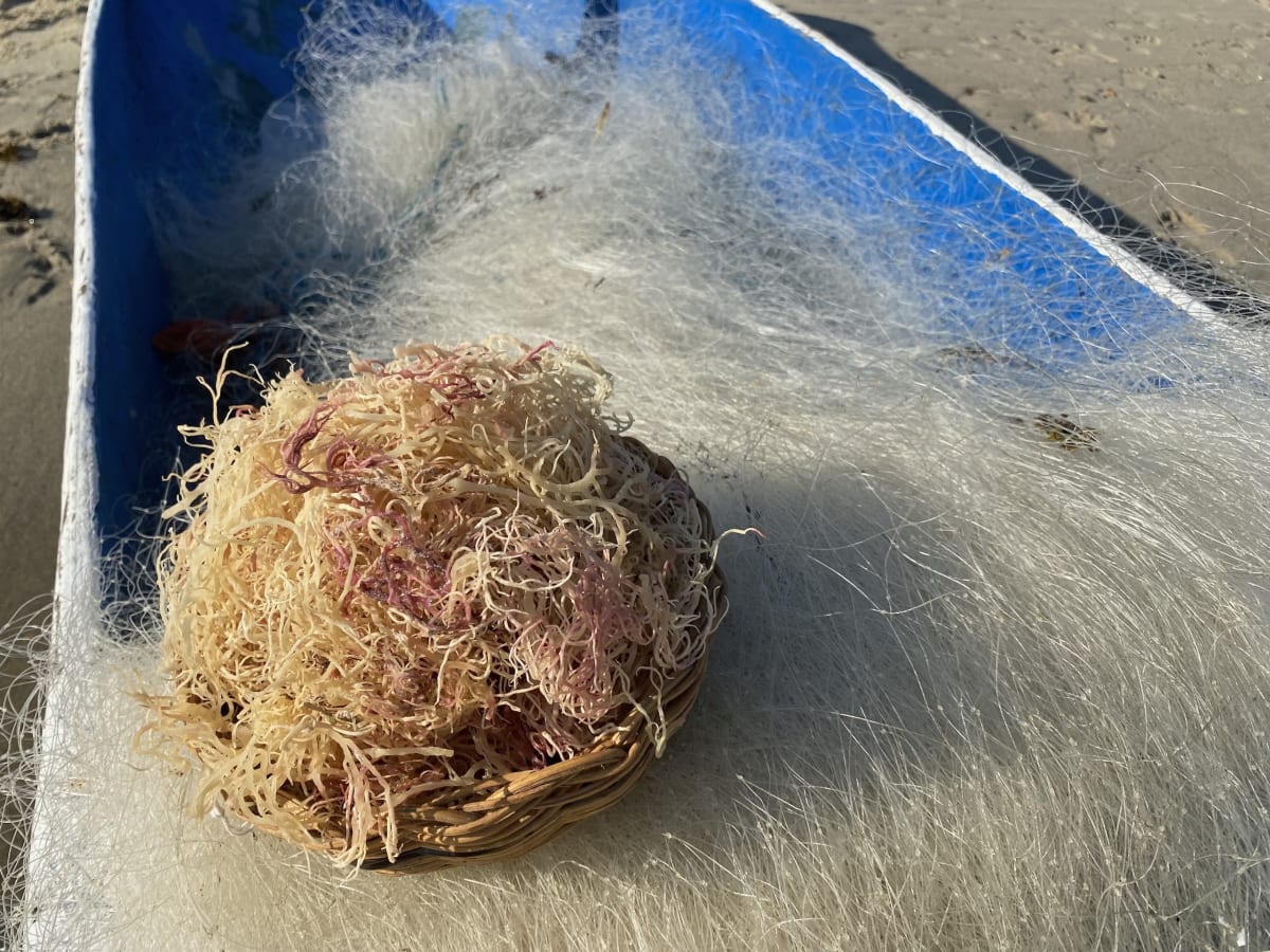Brazilian Family Turns Seaweed into Restaurant Success - Image 5