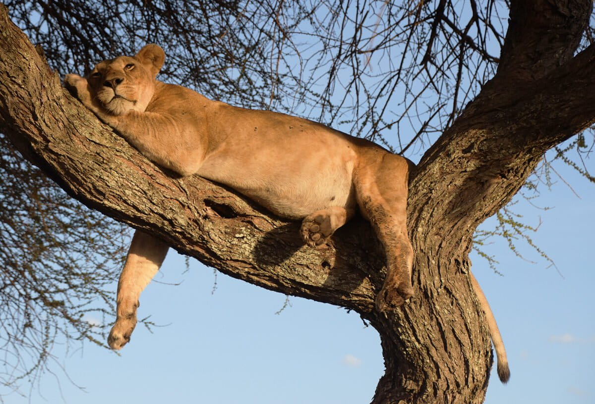 40 Years Saving Species: Small Grants, Big Conservation Wins - Image 5