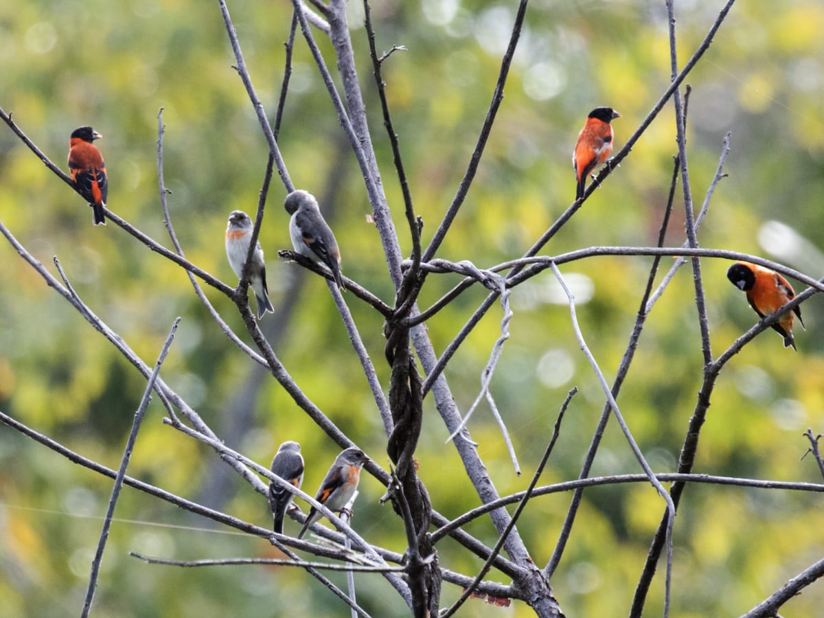 Rare Bird Discovery Sparks Wildlife Movement in 16 Villages - Image 2