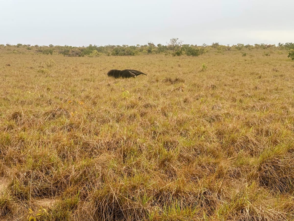 Rare Bird Discovery Sparks Wildlife Movement in 16 Villages - Image 3