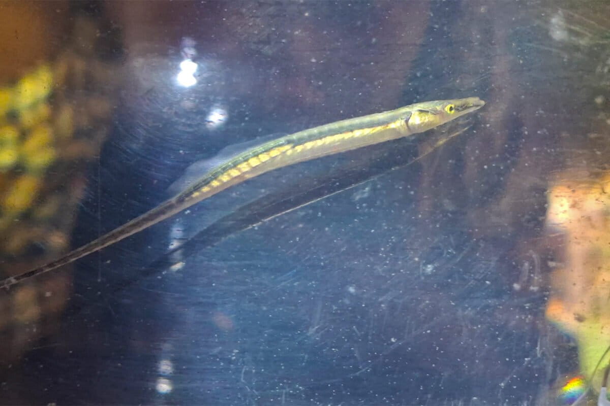 Fisherwoman Finds 'Lost' Pipefish After 40 Years - Image 2