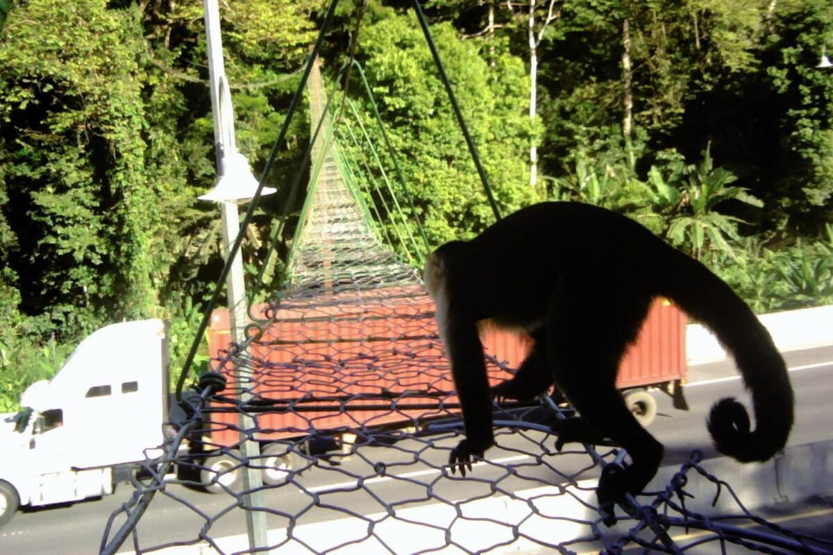 Costa Rica Requires Wildlife Bridges on All New Roads - Image 2