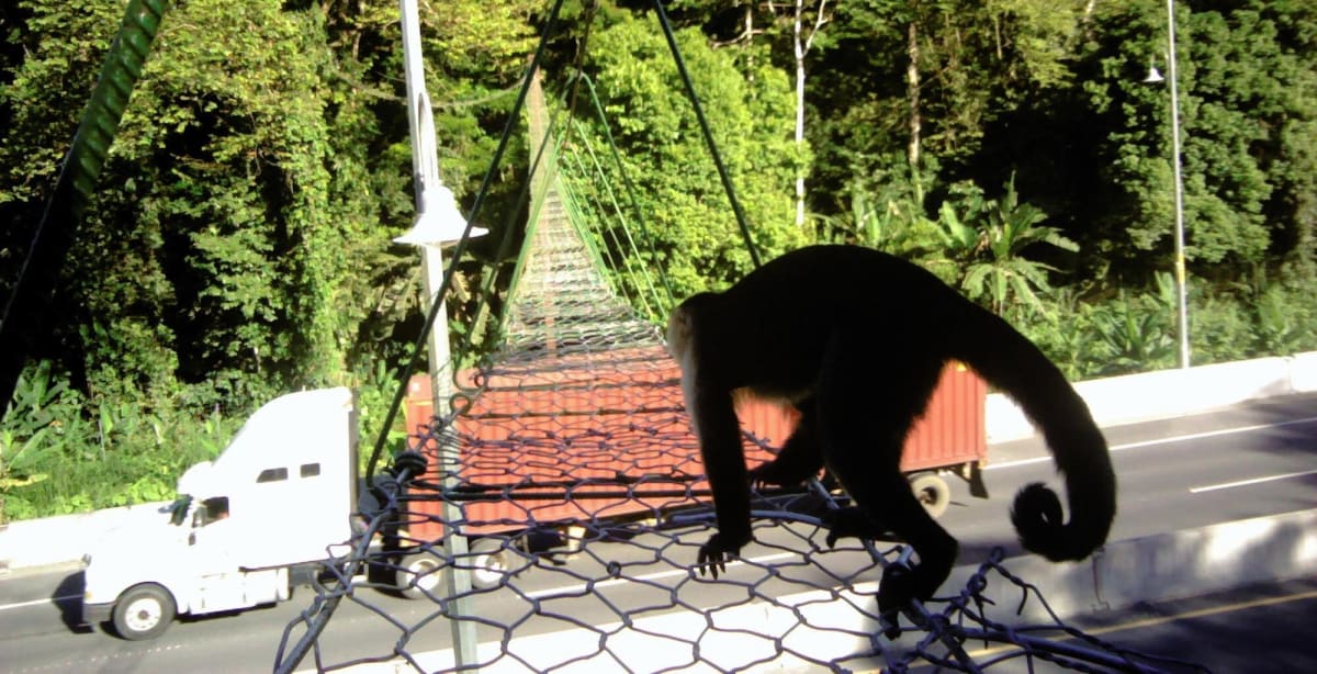 Costa Rica Requires Wildlife Bridges on All New Roads