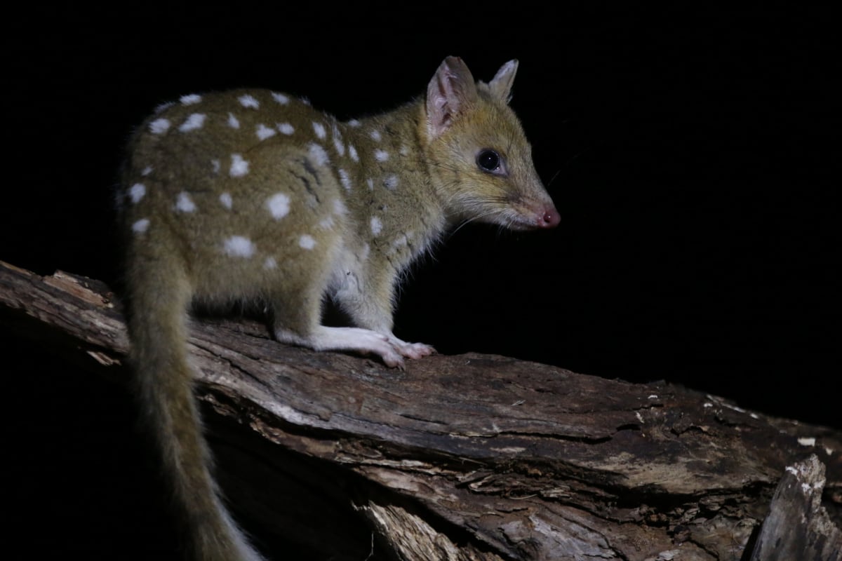 Small spotted eastern quoll with white dots on brown fur in Tasmania conservation area