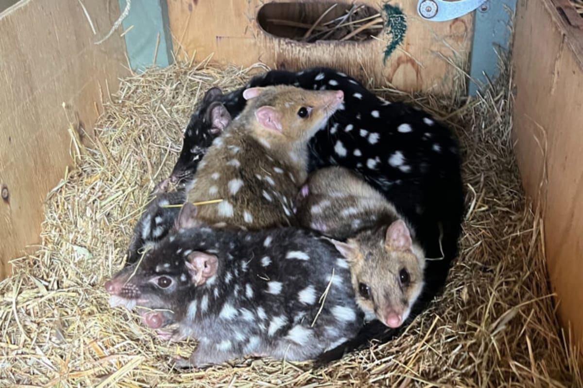 Endangered Quolls Welcome Joeys in Australia Win - Image 4
