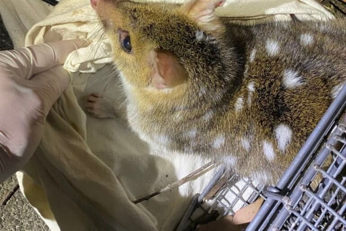 Endangered Quolls Welcome Joeys in Australia Win - Image 5