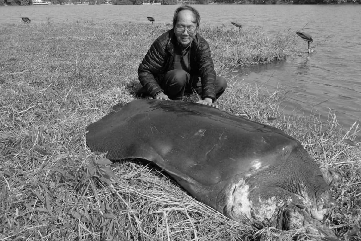 Professor Turtle: 25 Years Protecting Hanoi's Legendary Pet - Image 2